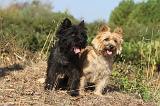 CAIRN TERRIER 046